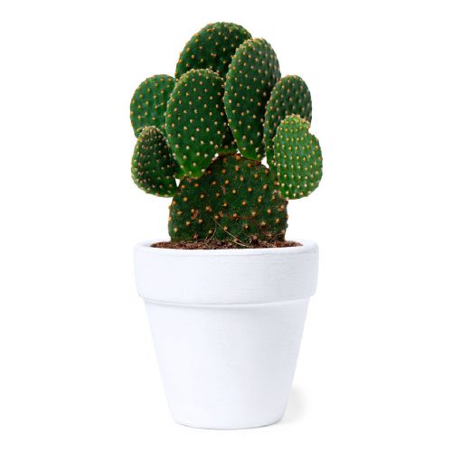 KONTE - Pot de Fleurs