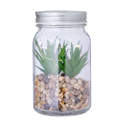 KYALA - Plante Décorative