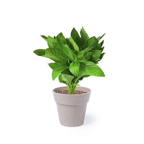 NERTEL - Set Pot de Fleurs
