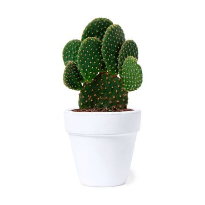 KONTE - Pot de Fleurs