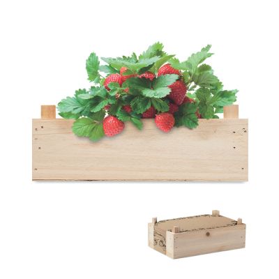 STRAWBERRY - Graines de fraises dans une cai